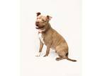 Adopt Koko a American Staffordshire Terrier