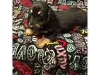 Dachshund Puppy for sale in Leesburg, FL, USA