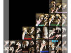 American Pit Bull Terrier PUPPY FOR SALE ADN-786906 - Pitbull Litter of 10