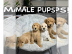 Poodle (Standard) PUPPY FOR SALE ADN-786907 - Standard Poodle Pups