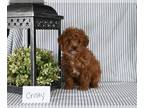 Poodle (Miniature) PUPPY FOR SALE ADN-786921 - AKC Mini Poodle For Sale
