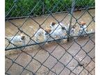 Parson Russell Terrier PUPPY FOR SALE ADN-786929 - SUMMER FUN