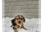 Yorkshire Terrier PUPPY FOR SALE ADN-786938 - Benson