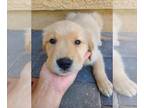 Golden Retriever PUPPY FOR SALE ADN-786951 - Sweet Golden Retriever pups
