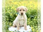 Labrador Retriever PUPPY FOR SALE ADN-786971 - ACA Labrador Retriever