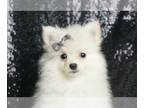 Pomeranian PUPPY FOR SALE ADN-786974 - Dakota AKC Pom
