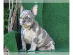 French Bulldog PUPPY FOR SALE ADN-786976 - Beautiful French Bulldog