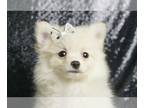 Pomeranian PUPPY FOR SALE ADN-786983 - Baby Bear AKC Pom