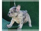 French Bulldog PUPPY FOR SALE ADN-786987 - Beautiful French Bulldog