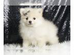 Pomeranian PUPPY FOR SALE ADN-786989 - Punkie AKC Pom