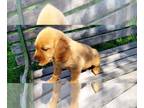 Golden Retriever PUPPY FOR SALE ADN-786998 - AKC Golden Retriever Puppies