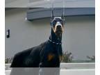 Doberman Pinscher PUPPY FOR SALE ADN-787000 - Midas European Doberman