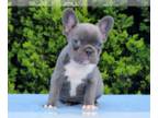 French Bulldog PUPPY FOR SALE ADN-787011 - Beautiful French Bulldog