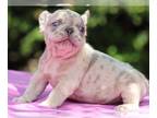 French Bulldog PUPPY FOR SALE ADN-787012 - Beautiful French Bulldog