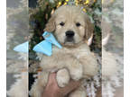 Golden Retriever PUPPY FOR SALE ADN-787014 - Golden Retriever Puppies