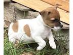 Jack Russell Terrier PUPPY FOR SALE ADN-787015 - Little Man