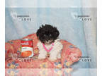 Poodle (Toy) PUPPY FOR SALE ADN-787027 - HOLD TINY TCUP OREO