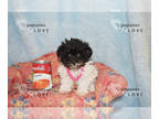 Poodle (Toy) PUPPY FOR SALE ADN-787027 - TINY TCUP TINY TIM