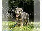 German Shepherd Dog PUPPY FOR SALE ADN-787028 - True Blue
