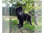 German Shepherd Dog PUPPY FOR SALE ADN-787031 - Hailey