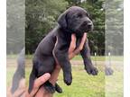 Labrador Retriever PUPPY FOR SALE ADN-787032 - AKC Black Labrador Male