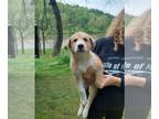 Anatolian Shepherd-Australian Shepherd Mix PUPPY FOR SALE ADN-787034 - Ellies