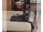 Cane Corso PUPPY FOR SALE ADN-787044 - Gray brindle female