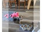 Yorkshire Terrier PUPPY FOR SALE ADN-787054 - Merle Female Yorkie