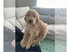 Golden Retriever-Goldendoodle Mix PUPPY FOR SALE ADN-787057 - Golden Doodle