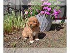 Goldendoodle (Miniature) PUPPY FOR SALE ADN-787060 - 4 puppies Mini Goldendoodle