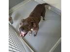 Adopt Annie a Pit Bull Terrier