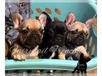 French Bulldog PUPPY FOR SALE ADN-787066 - Frenchie Puppies Ready for New Home