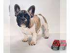 French Bulldog PUPPY FOR SALE ADN-787069 - Dallas