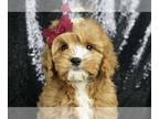 Cavapoo PUPPY FOR SALE ADN-787075 - Adorable Cavapoo Puppies Ready to go