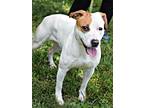 Adopt Sansa a Pit Bull Terrier, Hound