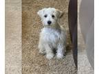 Schnauzer (Miniature) PUPPY FOR SALE ADN-787080 - AKC Mini Schnauzer rare colors