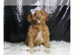 Cavapoo PUPPY FOR SALE ADN-787087 - Peaches F1BB Cavapoo