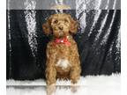 Cavapoo PUPPY FOR SALE ADN-787089 - Taco F1BB Cavapoo