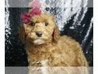 Cavapoo PUPPY FOR SALE ADN-787090 - Basil F1BB Cavapoo