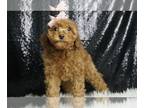 Cavapoo PUPPY FOR SALE ADN-787091 - Muffin F1BB Cavapoo