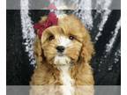 Cavapoo PUPPY FOR SALE ADN-787092 - Babygirl F1BB Cavapoo