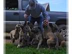 Irish Wolfhound PUPPY FOR SALE ADN-787102 - Irish Wolfhound Pups