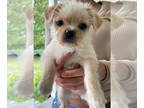 Pug-Shih Tzu Mix PUPPY FOR SALE ADN-787103 - Pugzu puppies