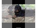 Doberman Pinscher PUPPY FOR SALE ADN-787106 - Doberman Pincher Puppies for sale