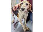 Adopt Gwen a Hound