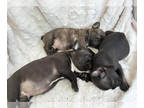 French Bulldog PUPPY FOR SALE ADN-787127 - Easter Puppies