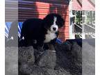 Bernese Mountain Dog PUPPY FOR SALE ADN-787128 - Stella and Boone Litter