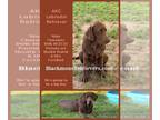 Labrador Retriever PUPPY FOR SALE ADN-787129 - AKC Chocolate Lab Puppy