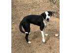 Adopt Shae a Border Collie