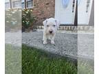 Dogo Argentino PUPPY FOR SALE ADN-787130 - Dogo Argentino puppies from